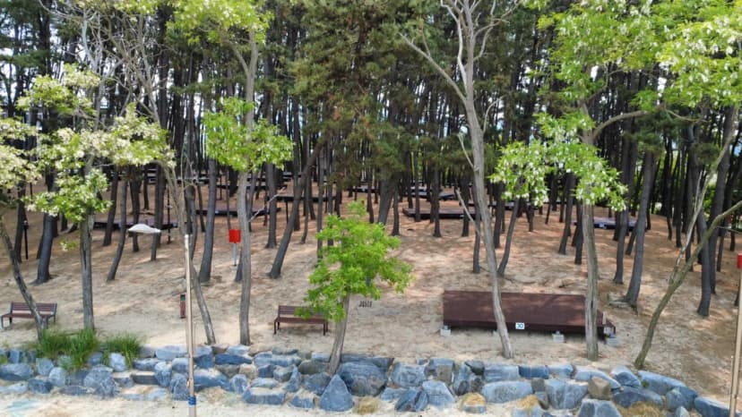 용두해수욕장 숲속야영장 사진 8