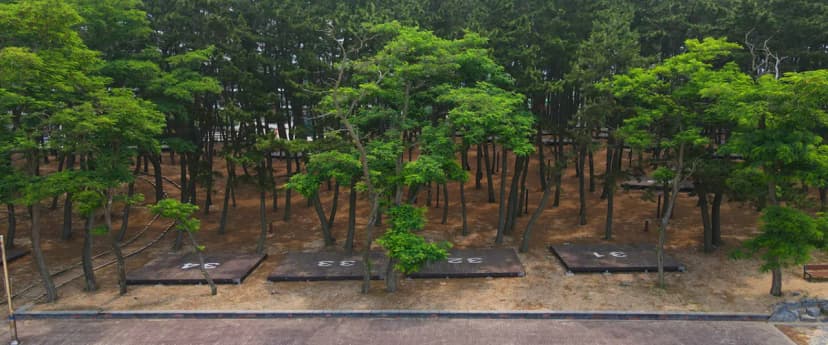 용두해수욕장 숲속야영장 사진 13