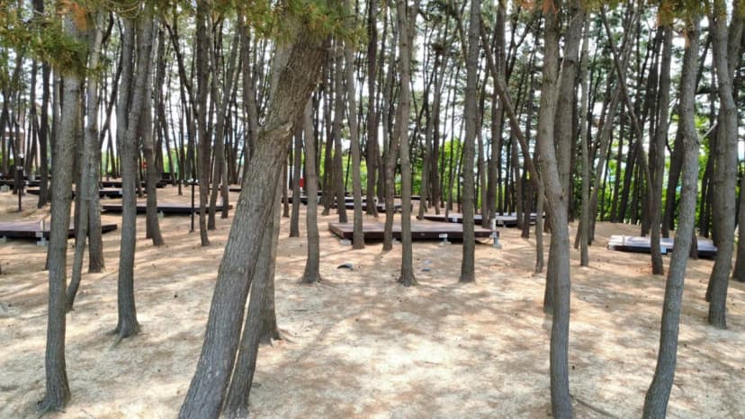 용두해수욕장 숲속야영장 사진 15