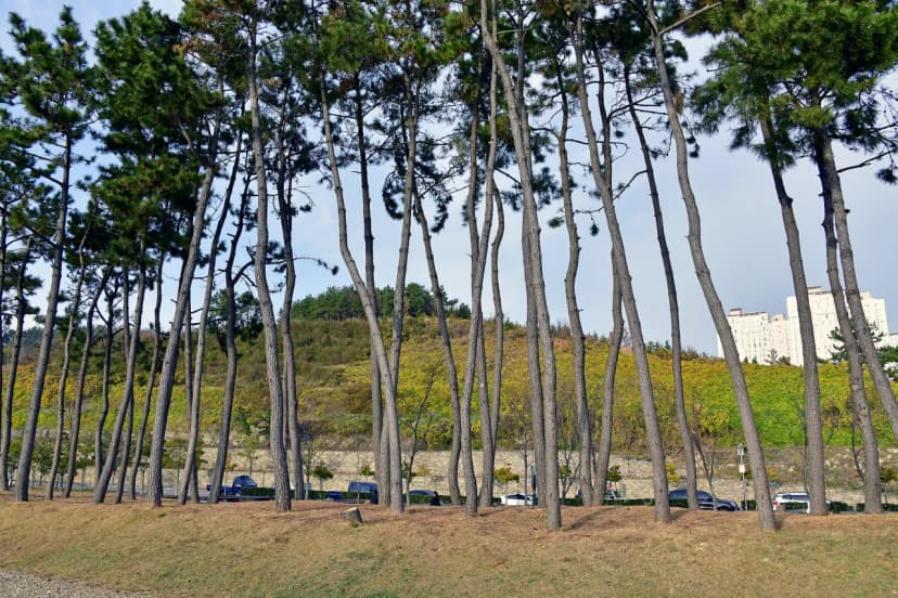 웅천친수공원 야영장 사진 11