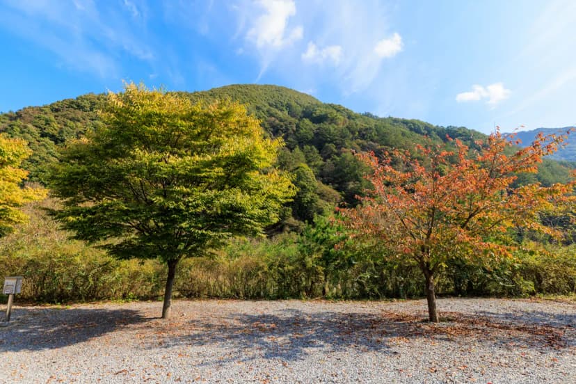 월악산억수솔밭캠핑장 사진 9