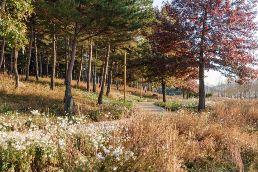 자라섬 캠핑장 사진 9