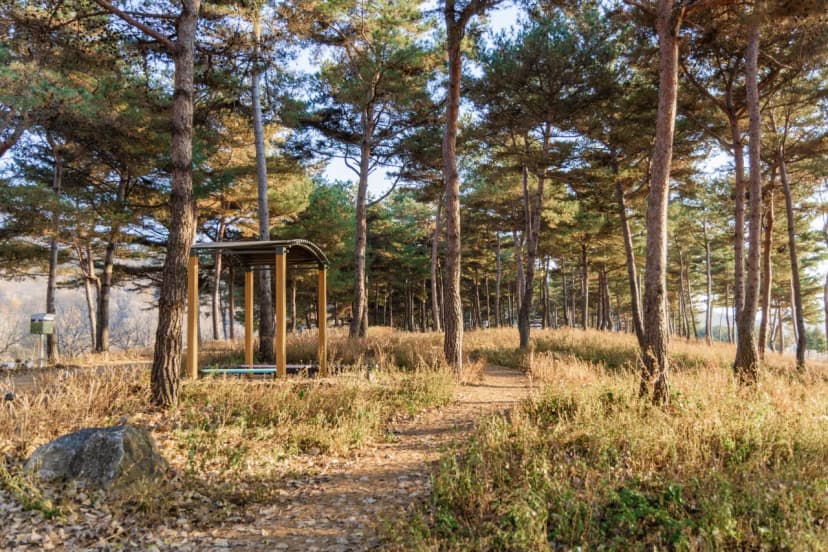 자라섬 캠핑장 사진 10