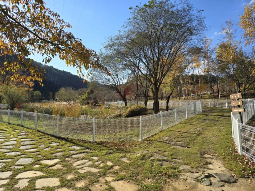 정선 펫 캠핑장 사진 8