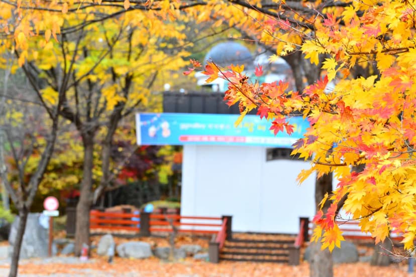 지지벨리 유명산 오토캠핑장 사진 13