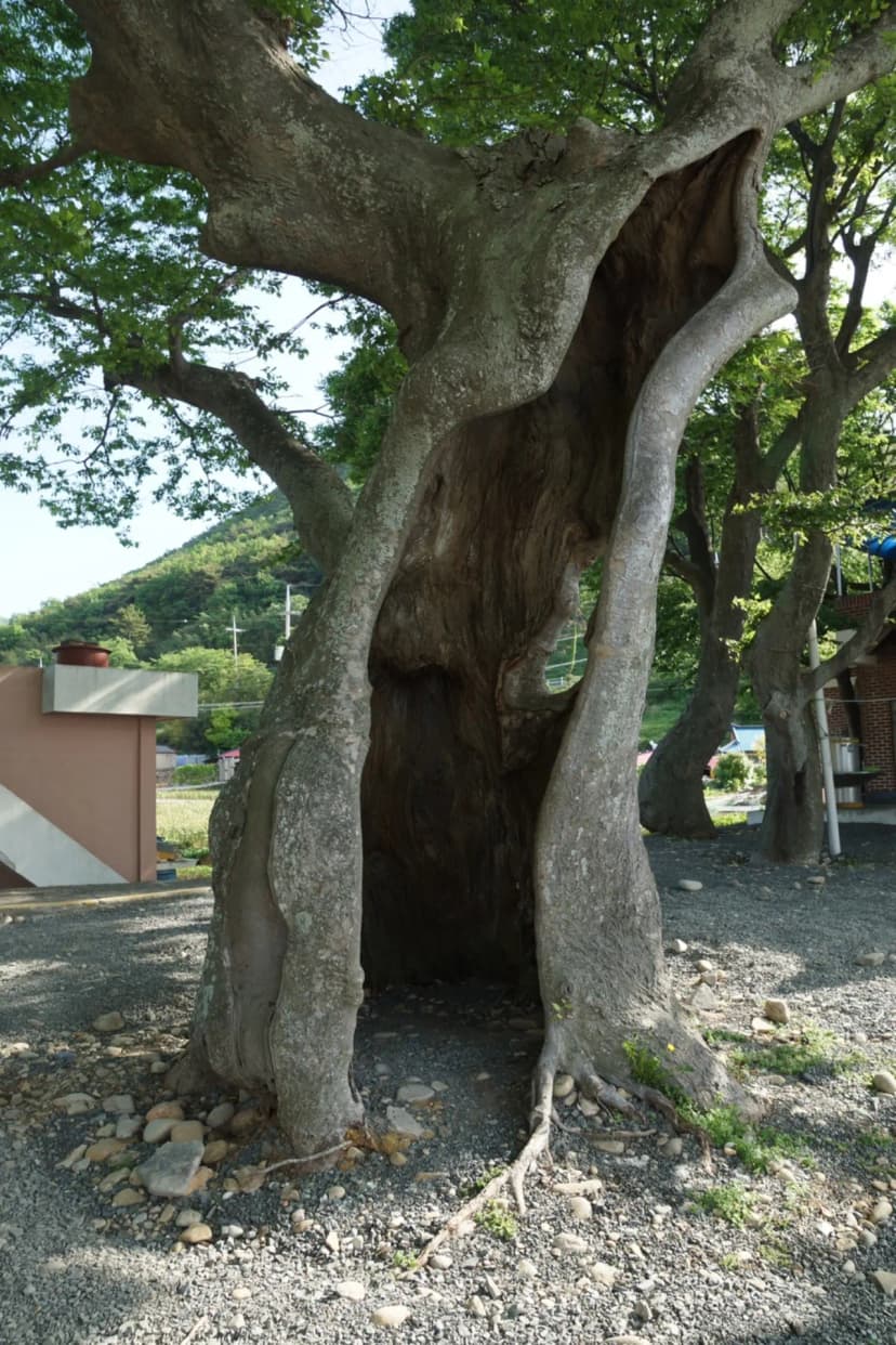 천하마을야영장 사진 8