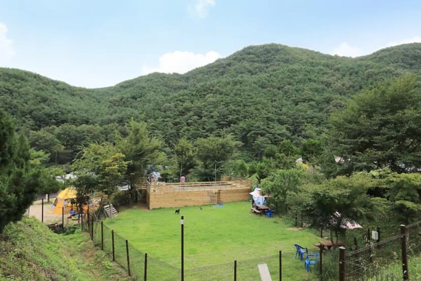 트리독스 애견전용캠핑장 사진 2