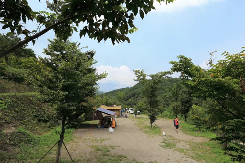 트리독스 애견전용캠핑장 사진 14