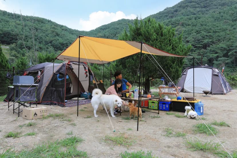 트리독스 애견전용캠핑장 사진 16