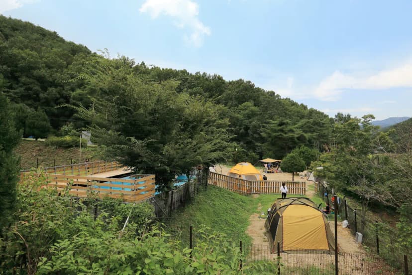 트리독스 애견전용캠핑장 사진 21