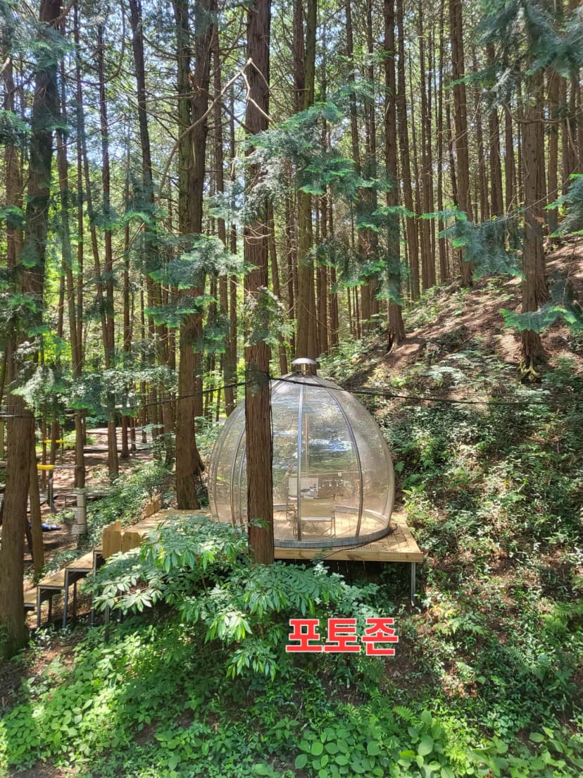 편백힐(치유의숲) 사진 6