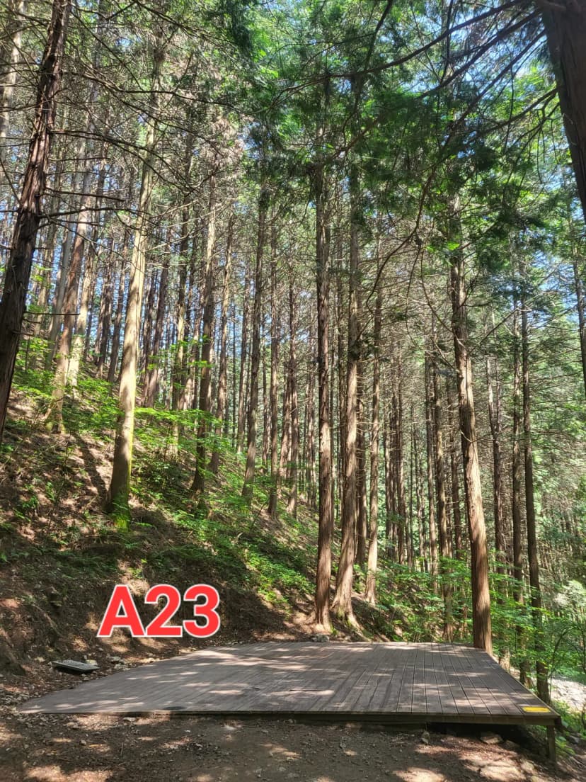 편백힐(치유의숲) 사진 7