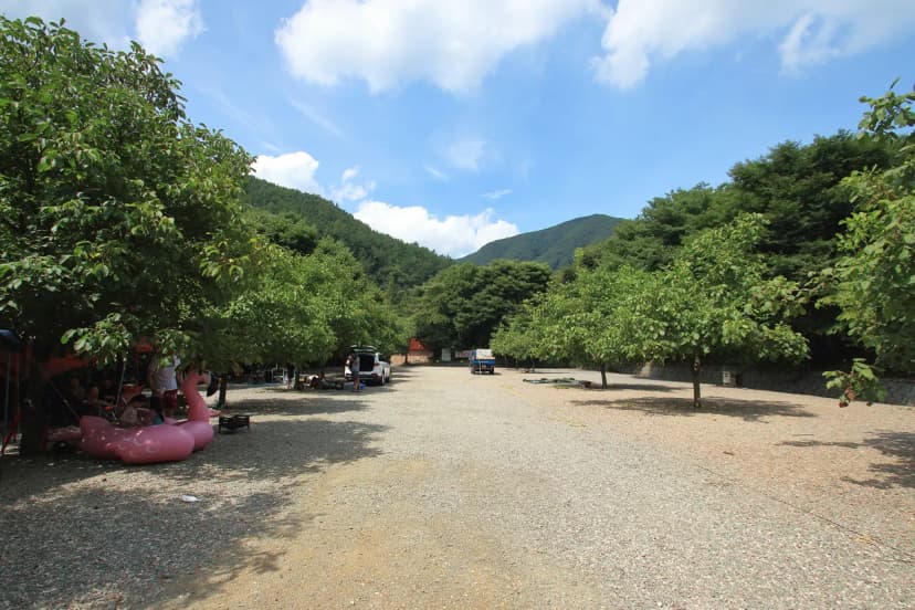 호두나무캠핑장 사진 12