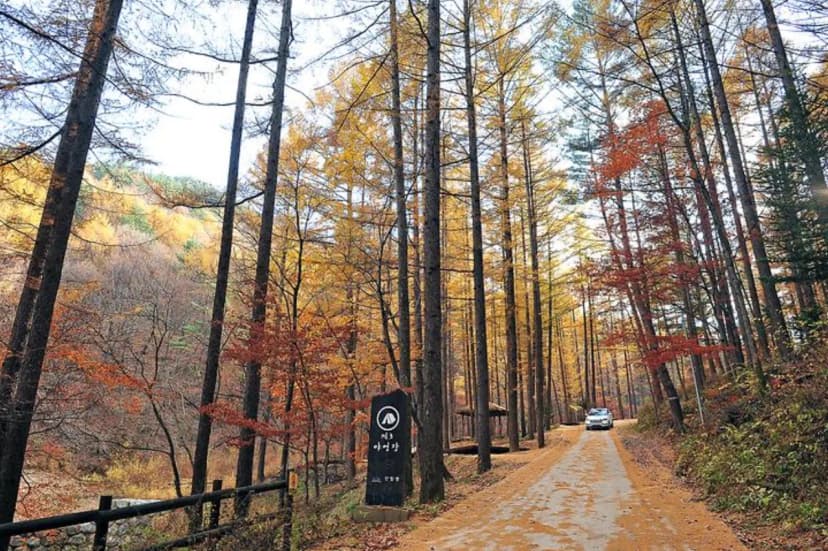 국립청옥산자연휴양림제1야영장 사진 2