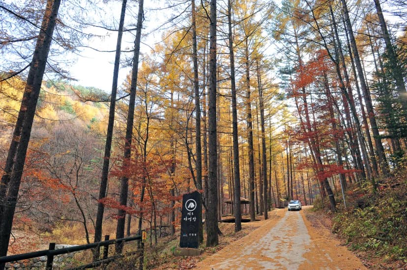국립청옥산자연휴양림제1야영장 사진 13