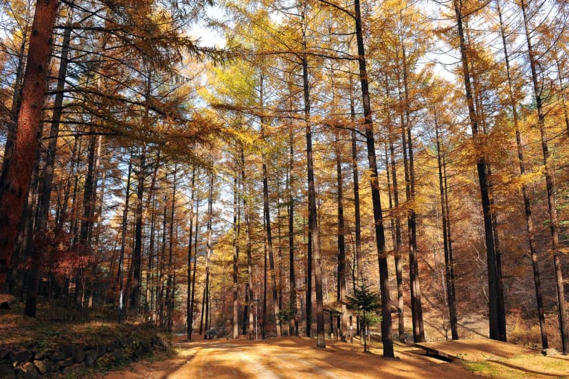 국립청옥산자연휴양림제1야영장 사진 14