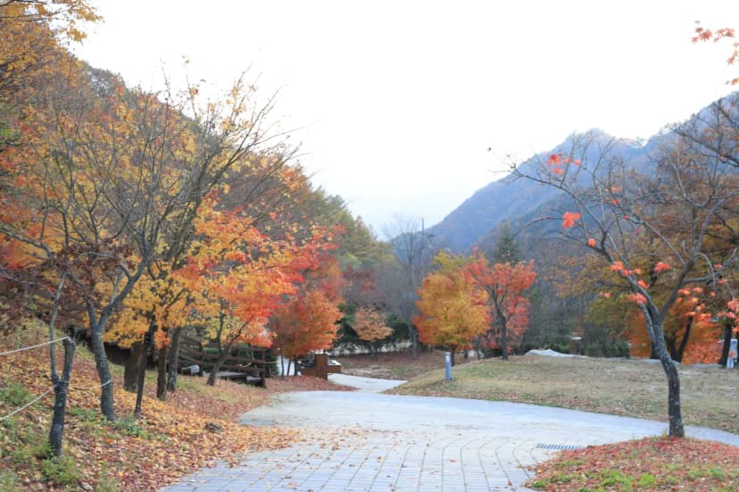 금대자동차야영장(치악산국립공원) 사진 4