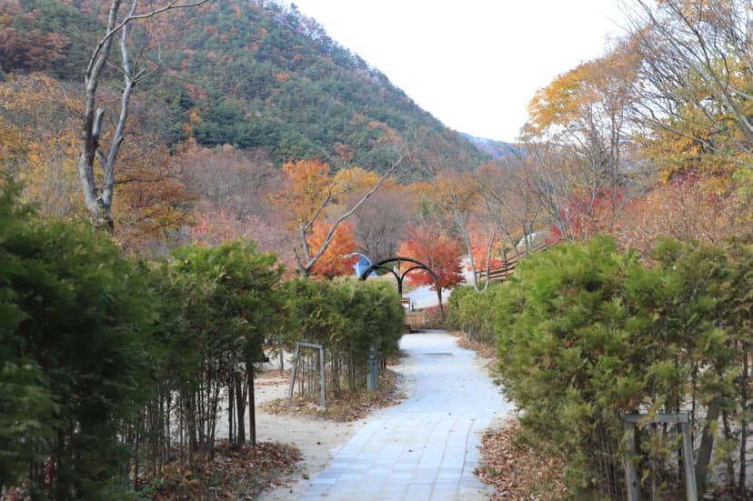 금대자동차야영장(치악산국립공원) 사진 5
