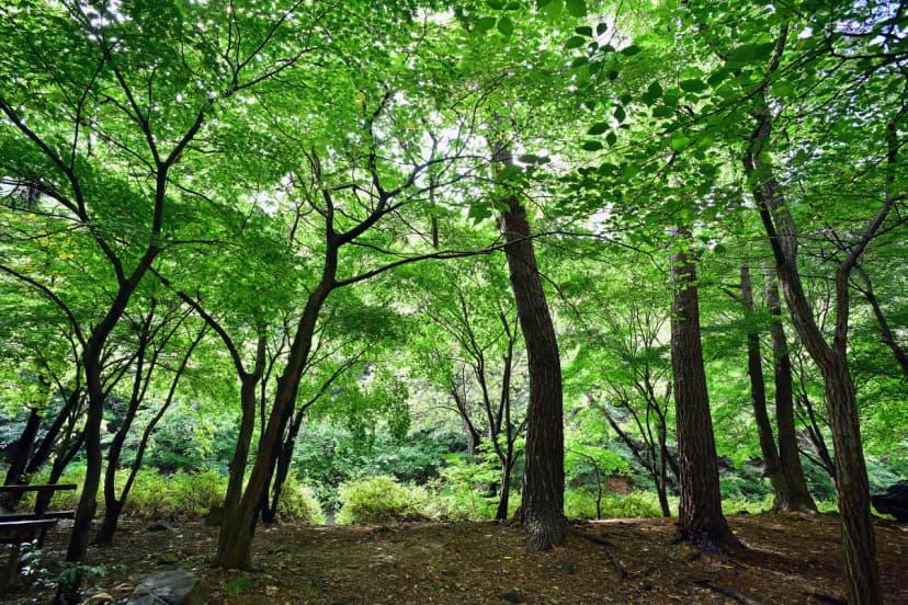 내장산국립공원 내장야영장 사진 12
