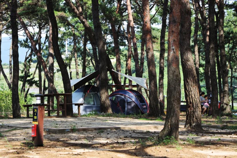 고사포야영장 사진 14