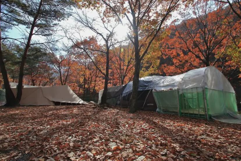 참나무숲 오토캠핑장