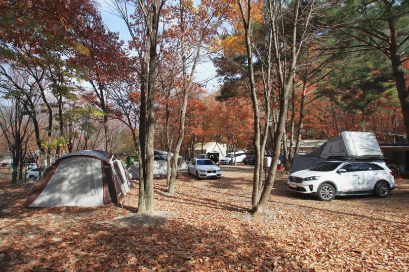 참나무숲 오토캠핑장 사진 6