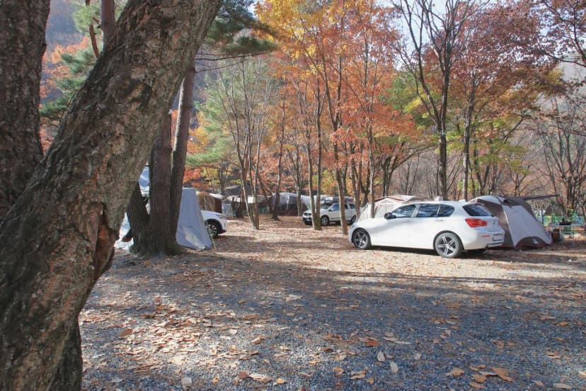 참나무숲 오토캠핑장 사진 14