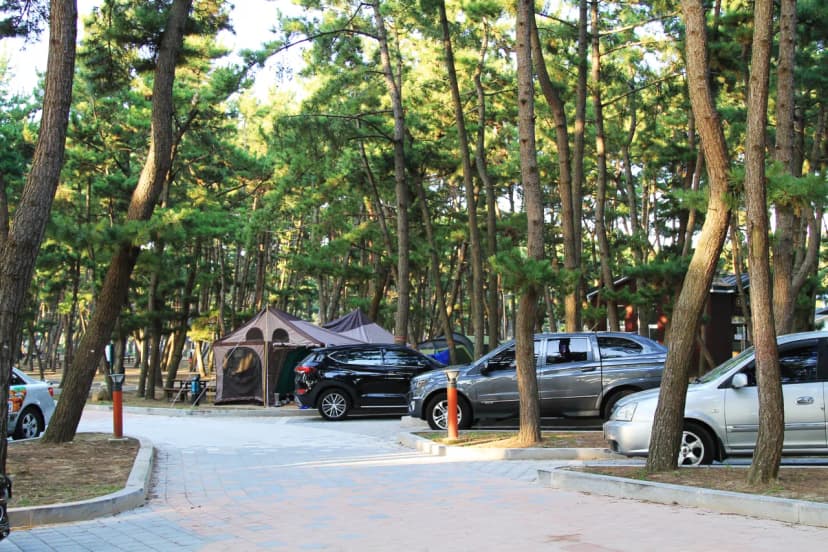 몽산포 자동차 야영장 사진 6
