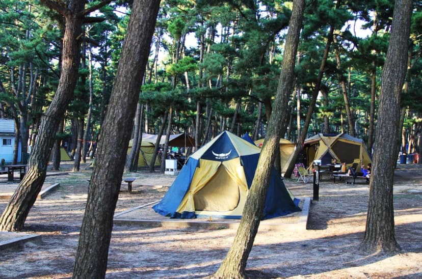 몽산포 자동차 야영장 사진 8