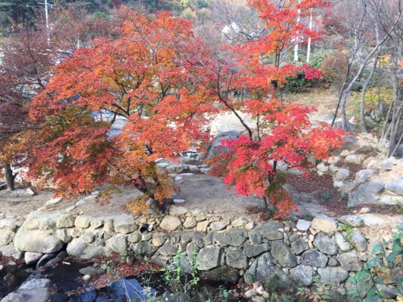 진틀펜션캠핑장 사진 16