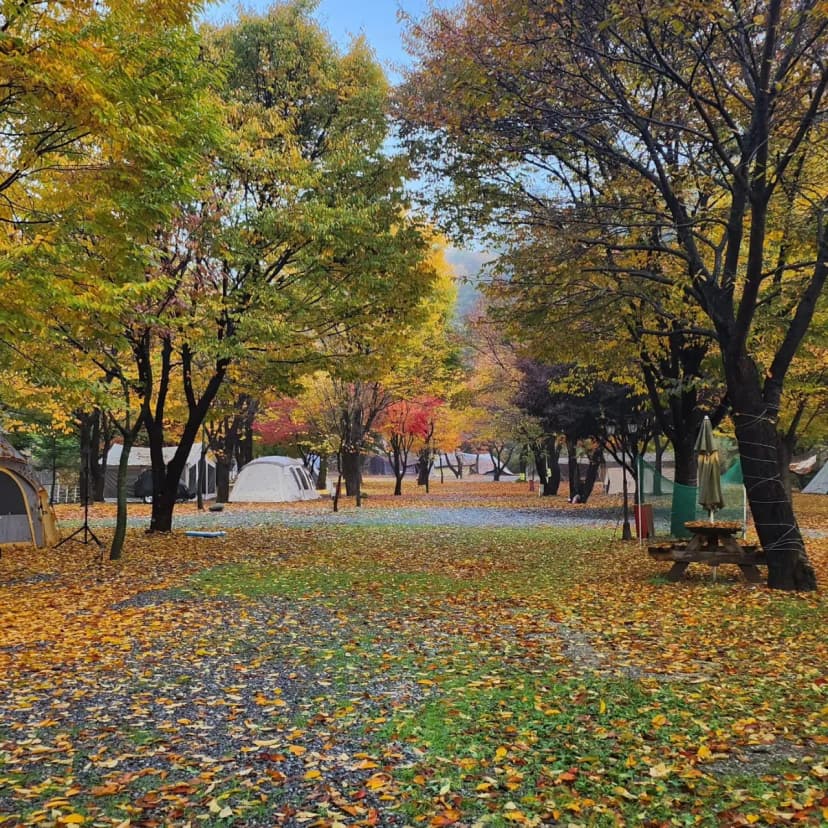 별빛오토캠핑장 사진 20