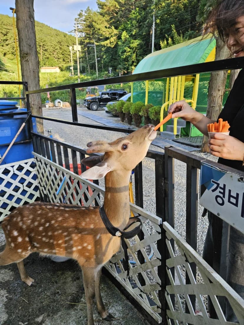 통영 편백숲길관광농원 캠핑장 사진 10