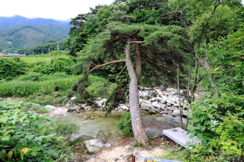 늘예솔 캠핑장 사진 8