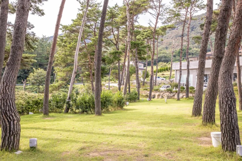 솔내음 물댄동산 야영장 사진 6