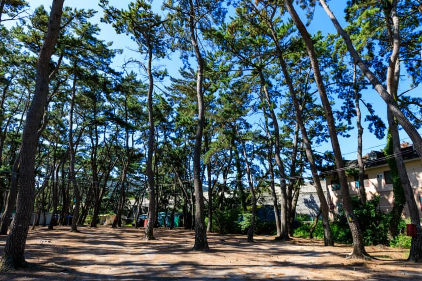 송림오토캠핑장 사진 3