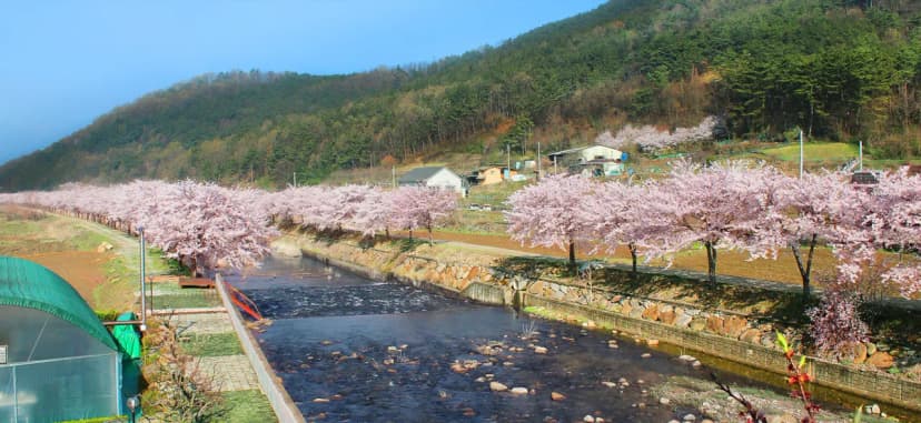 소나무 풍경 펜션 야영장 사진 7