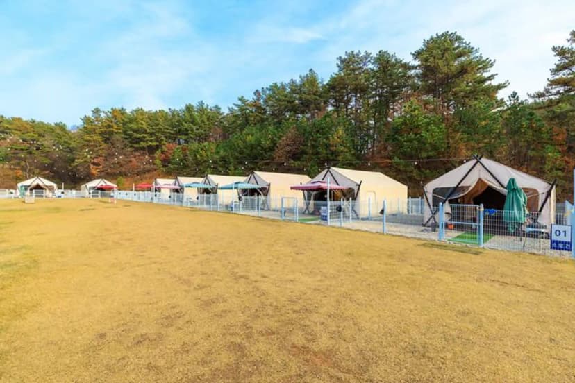 멍글멍글 펫 글램핑(주) 사진 2