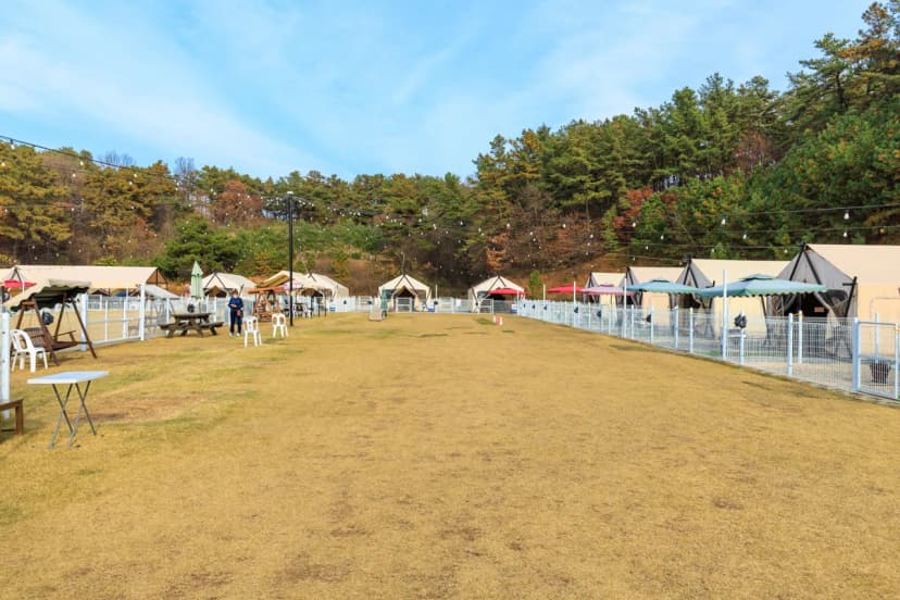 멍글멍글 펫 글램핑(주) 사진 7