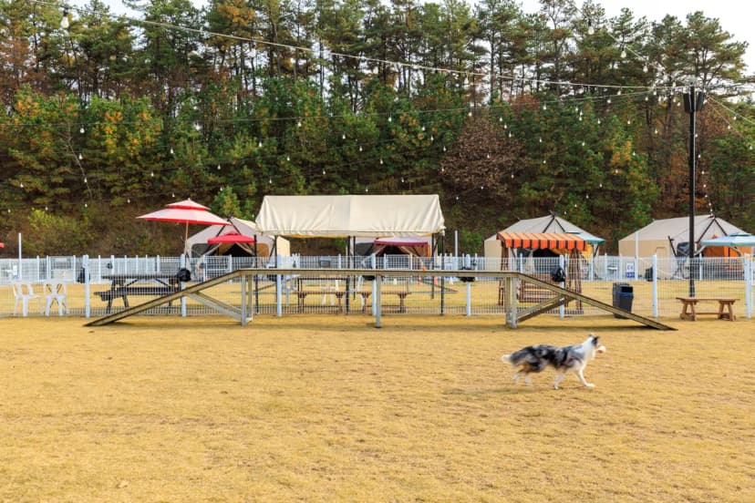 멍글멍글 펫 글램핑(주) 사진 15