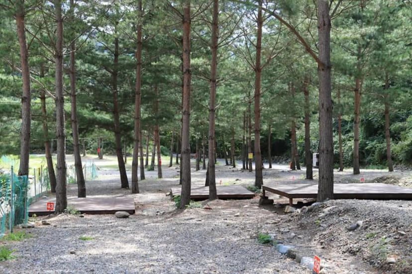 덕풍계곡 솔밭야영장 사진 3