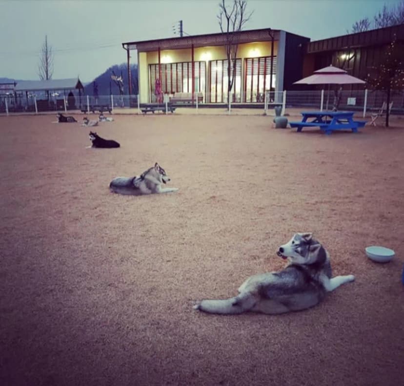 반려견호텔 랩도그빌 사진 7
