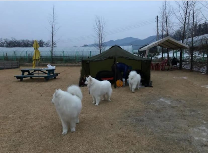 반려견호텔 랩도그빌 사진 9