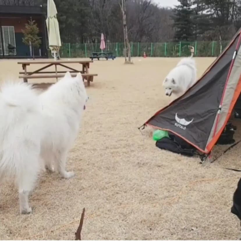 반려견호텔 랩도그빌 사진 13