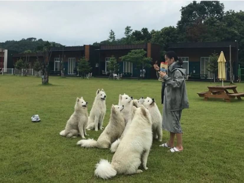 반려견호텔 랩도그빌 사진 20
